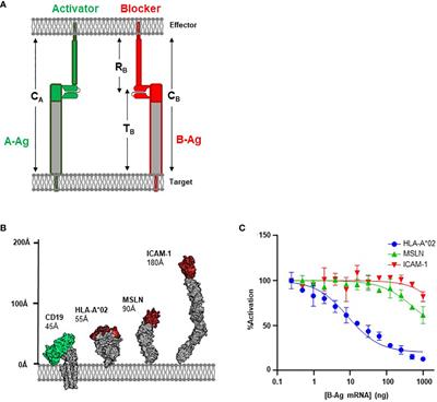 Geometric parameters that affect the behavior of logic-gated CAR T cells